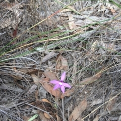 Glossodia major (Wax Lip Orchid) at Hackett, ACT - 11 Oct 2018 by michelle.nairn