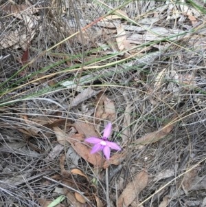 Glossodia major at Hackett, ACT - suppressed