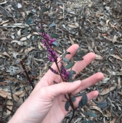 Indigofera australis subsp. australis (Australian Indigo) at O'Connor, ACT - 5 Oct 2018 by michelle.nairn