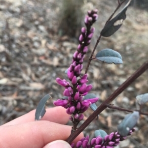 Indigofera australis subsp. australis at O'Connor, ACT - 5 Oct 2018