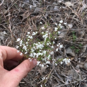 Cryptandra amara at Cook, ACT - 26 Sep 2018 02:07 PM