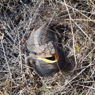 Pogona barbata (Eastern Bearded Dragon) at Mount Painter - 22 Aug 2018 by michelle.nairn