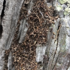 Papyrius nitidus (Shining Coconut Ant) at Aranda Bushland - 11 Oct 2018 by michelle.nairn