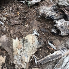 Papyrius nitidus (Shining Coconut Ant) - 1 Jan 1900 by michelle.nairn