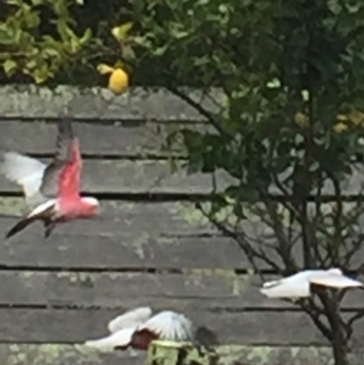 Eolophus roseicapilla (Galah) at Cuttagee, NSW - 13 Oct 2018 by loumcc