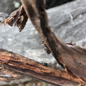 Ellipsidion australe at Ainslie, ACT - 12 Oct 2018