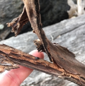 Ellipsidion australe at Ainslie, ACT - 12 Oct 2018