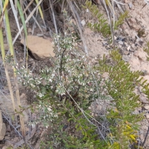 Brachyloma daphnoides at Hackett, ACT - 13 Oct 2018