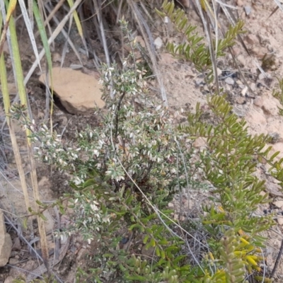 Brachyloma daphnoides (Daphne Heath) at Hackett, ACT - 12 Oct 2018 by ClubFED