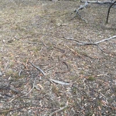 Pseudonaja textilis (Eastern Brown Snake) at Amaroo, ACT - 21 Feb 2018 by simonstratford