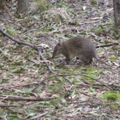 Isoodon obesulus obesulus (Southern Brown Bandicoot) at Paddys River, ACT - 22 Aug 2016 by simonstratford