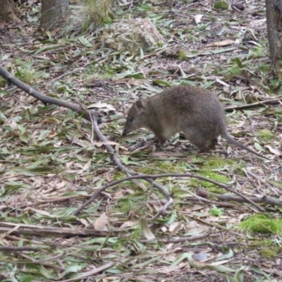 Isoodon obesulus obesulus (Southern Brown Bandicoot) at Paddys River, ACT - 22 Aug 2016 by simonstratford