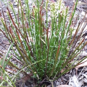 Stackhousia monogyna at Hackett, ACT - 13 Oct 2018 02:45 PM