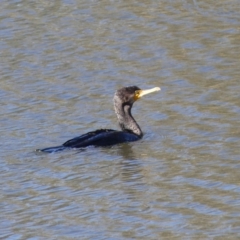 Phalacrocorax carbo (Great Cormorant) at Dickson, ACT - 6 Oct 2018 by WalterEgo