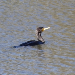 Phalacrocorax carbo (Great Cormorant) at Dickson, ACT - 6 Oct 2018 by WalterEgo