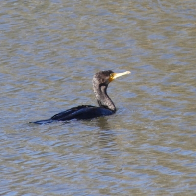 Phalacrocorax carbo (Great Cormorant) at Dickson, ACT - 6 Oct 2018 by WalterEgo