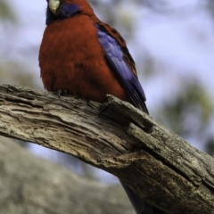 Platycercus elegans (Crimson Rosella) at Symonston, ACT - 10 Oct 2018 by BIrdsinCanberra