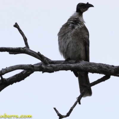 Philemon corniculatus (Noisy Friarbird) at Symonston, ACT - 11 Oct 2018 by JonSteinbeck