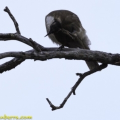 Philemon corniculatus at Symonston, ACT - 11 Oct 2018 07:47 AM