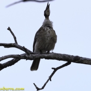 Philemon corniculatus at Symonston, ACT - 11 Oct 2018 07:47 AM