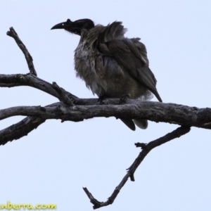 Philemon corniculatus at Symonston, ACT - 11 Oct 2018 07:47 AM