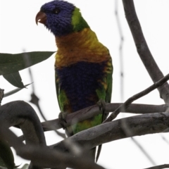 Trichoglossus moluccanus (Rainbow Lorikeet) at Jerrabomberra, ACT - 11 Oct 2018 by JonSteinbeck