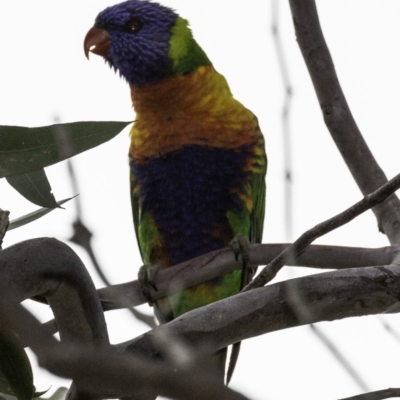 Trichoglossus moluccanus (Rainbow Lorikeet) at Jerrabomberra, ACT - 11 Oct 2018 by BIrdsinCanberra