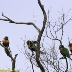 Trichoglossus moluccanus at Jerrabomberra, ACT - 11 Oct 2018