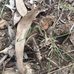 Coryphistes ruricola (Bark-mimicking Grasshopper) at Mount Majura - 14 Oct 2018 by simonstratford