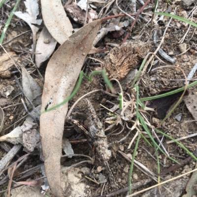 Coryphistes ruricola (Bark-mimicking Grasshopper) at Mount Majura - 14 Oct 2018 by simonstratford