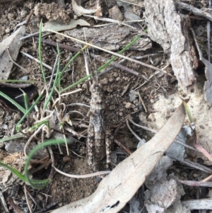 Coryphistes ruricola at Majura, ACT - 14 Oct 2018