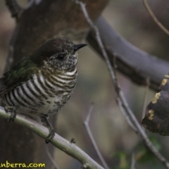 Chrysococcyx lucidus (Shining Bronze-Cuckoo) at Jerrabomberra, ACT - 11 Oct 2018 by JonSteinbeck