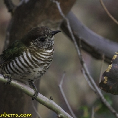 Chrysococcyx lucidus (Shining Bronze-Cuckoo) at Jerrabomberra, ACT - 11 Oct 2018 by JonSteinbeck