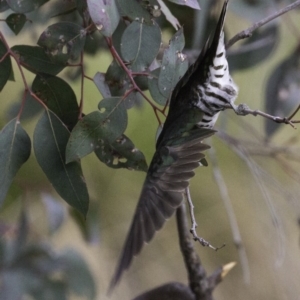 Chrysococcyx lucidus at Jerrabomberra, ACT - 11 Oct 2018