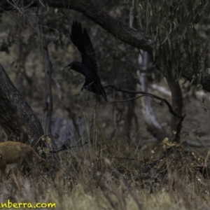 Corvus coronoides at Jerrabomberra, ACT - 11 Oct 2018