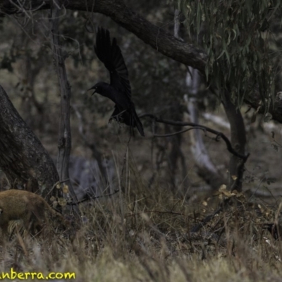 Corvus coronoides (Australian Raven) at Jerrabomberra, ACT - 11 Oct 2018 by JonSteinbeck