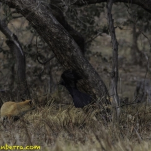 Corvus coronoides at Jerrabomberra, ACT - 11 Oct 2018