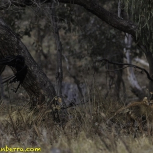 Corvus coronoides at Jerrabomberra, ACT - 11 Oct 2018