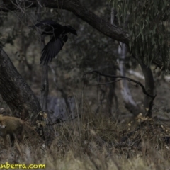 Corvus coronoides at Jerrabomberra, ACT - 11 Oct 2018