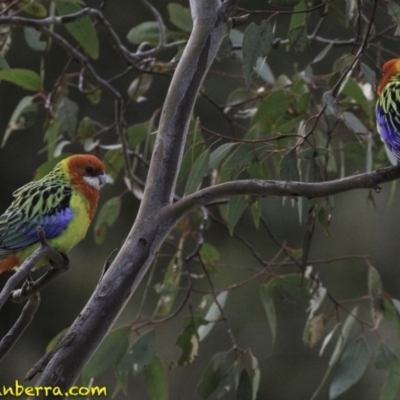 Platycercus eximius (Eastern Rosella) at Symonston, ACT - 11 Oct 2018 by JonSteinbeck
