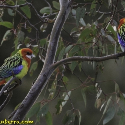 Platycercus eximius (Eastern Rosella) at Symonston, ACT - 10 Oct 2018 by BIrdsinCanberra