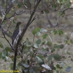 Oriolus sagittatus (Olive-backed Oriole) at Symonston, ACT - 11 Oct 2018 by JonSteinbeck
