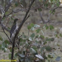 Oriolus sagittatus (Olive-backed Oriole) at Symonston, ACT - 10 Oct 2018 by BIrdsinCanberra