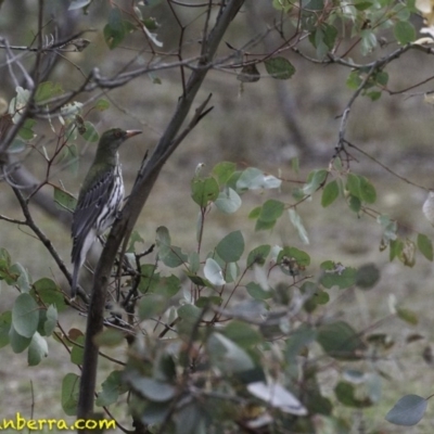 Oriolus sagittatus (Olive-backed Oriole) at Symonston, ACT - 10 Oct 2018 by BIrdsinCanberra