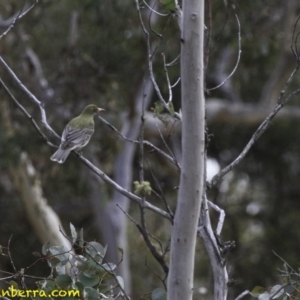 Oriolus sagittatus at Symonston, ACT - 11 Oct 2018