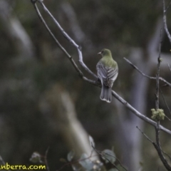 Oriolus sagittatus at Symonston, ACT - 11 Oct 2018 08:44 AM