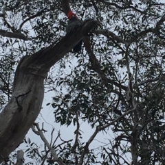 Callocephalon fimbriatum (Gang-gang Cockatoo) at Hughes, ACT - 14 Oct 2018 by KL