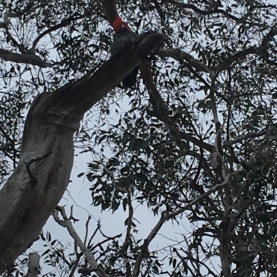 Callocephalon fimbriatum (Gang-gang Cockatoo) at Hughes, ACT - 14 Oct 2018 by KL