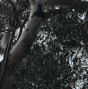 Callocephalon fimbriatum at Hughes, ACT - suppressed