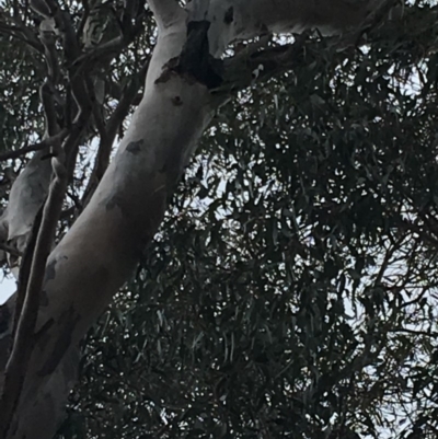 Callocephalon fimbriatum (Gang-gang Cockatoo) at Hughes, ACT - 14 Oct 2018 by KL